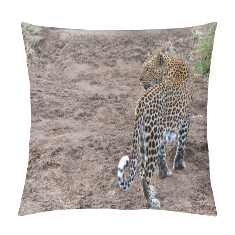 Personality  Leopard (Panthera Pardus) Hunting. This Leopard Was Hunting  In Mashatu Game Reserve In The Tuli Block In Botswana   Pillow Covers