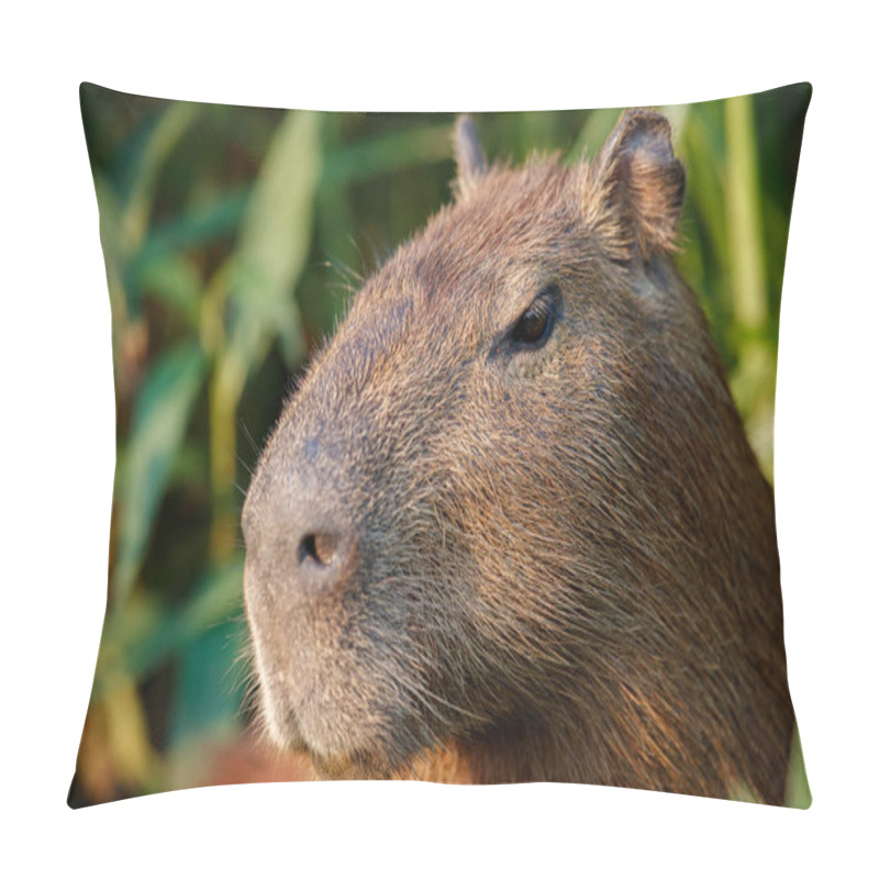 Personality  Capybara In The Nature Habitat Of Northern Pantanal Pillow Covers