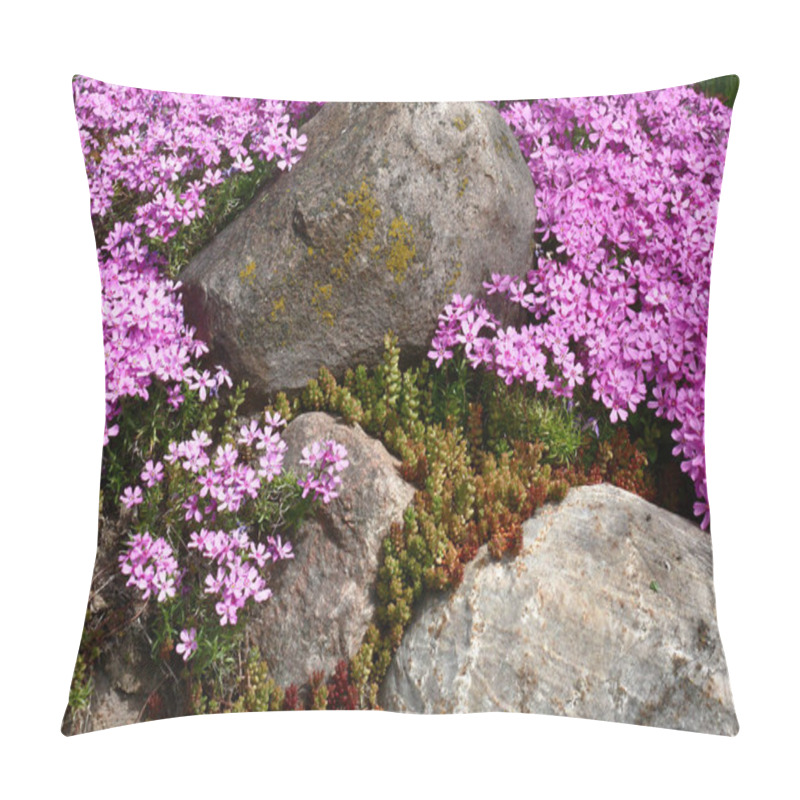 Personality  Around Large Stones The Sedum And Plentifully Blossoming Phlox Subulata Grow. Pink-purple Carpet. Pillow Covers