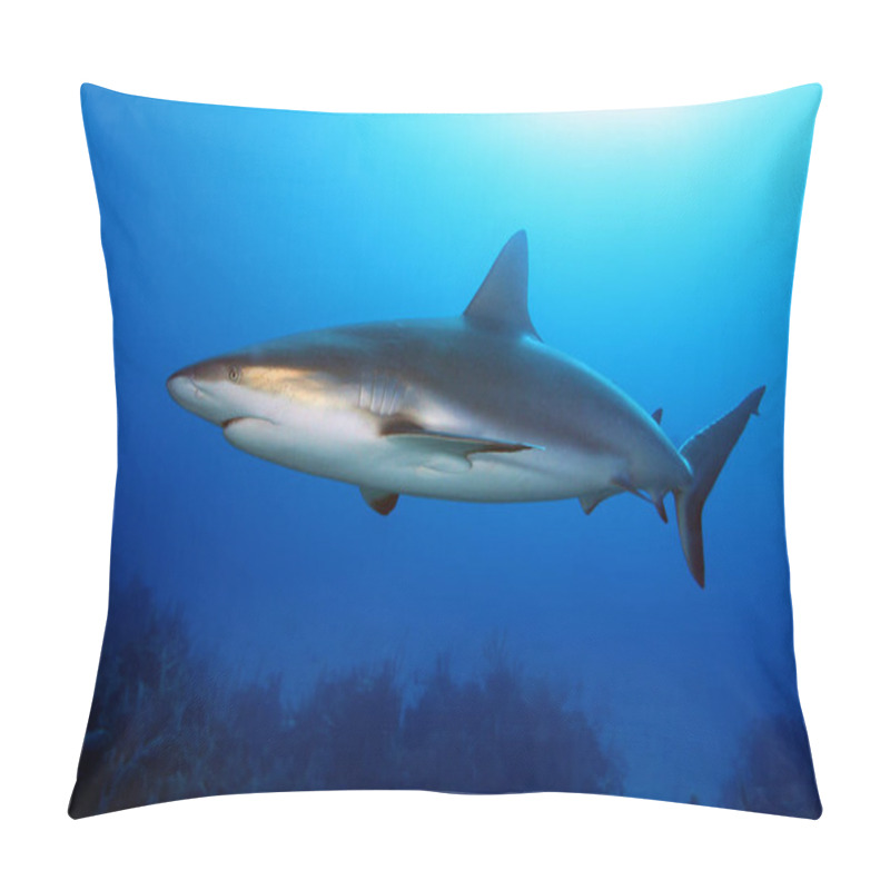 Personality  The Caribbean Reef Shark (Carcharhinus Perezii) Swims Over Reef In Blue. A Large Reef Shark With A Bronze Luster On Its Side. Pillow Covers