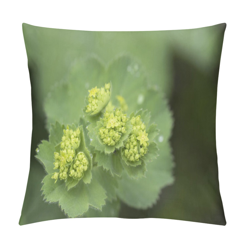 Personality  Closeup Of Mantle Flowers (Alchemilla Mollis) In Water Drops After Rain. Lady's-mantle - Perennial Garden Ornamental Plant. Selective Focus. Pillow Covers