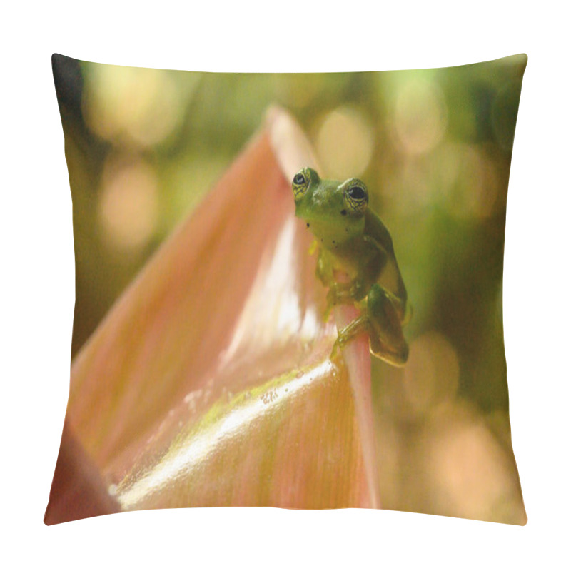 Personality  Ghost Glass Frog. Found In Costa Rica Panama South America. Pillow Covers