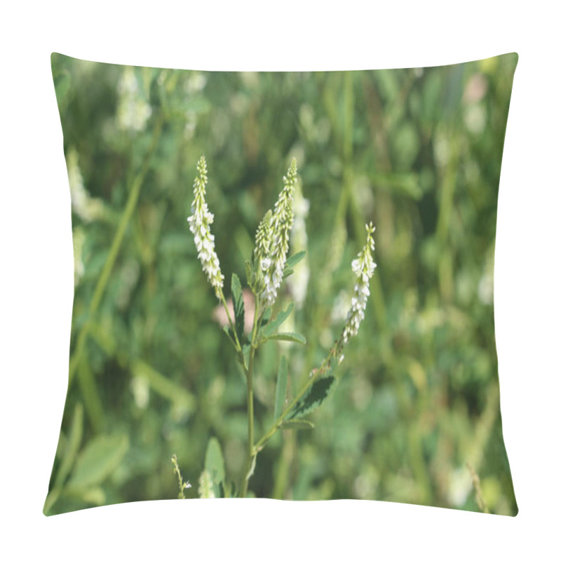 Personality  Melilotus Albus, Also Known As Honey Clover, Bokhara Clover (Australia), Sweet Clover, Or White Melilot, Blooming In Summer Season Pillow Covers