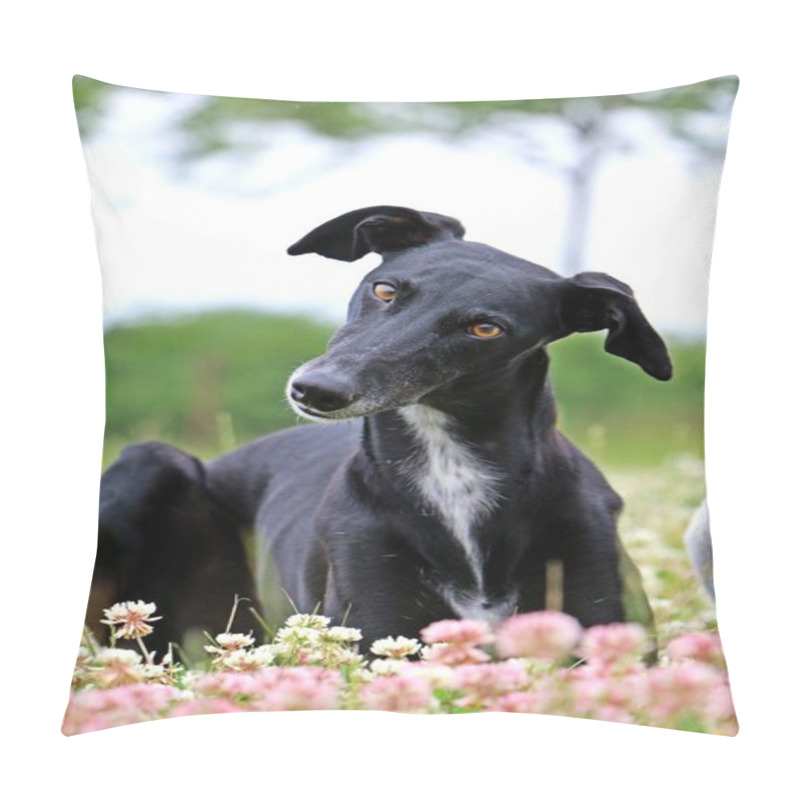 Personality  Black Galgo Is Lying In A Clover Field Pillow Covers