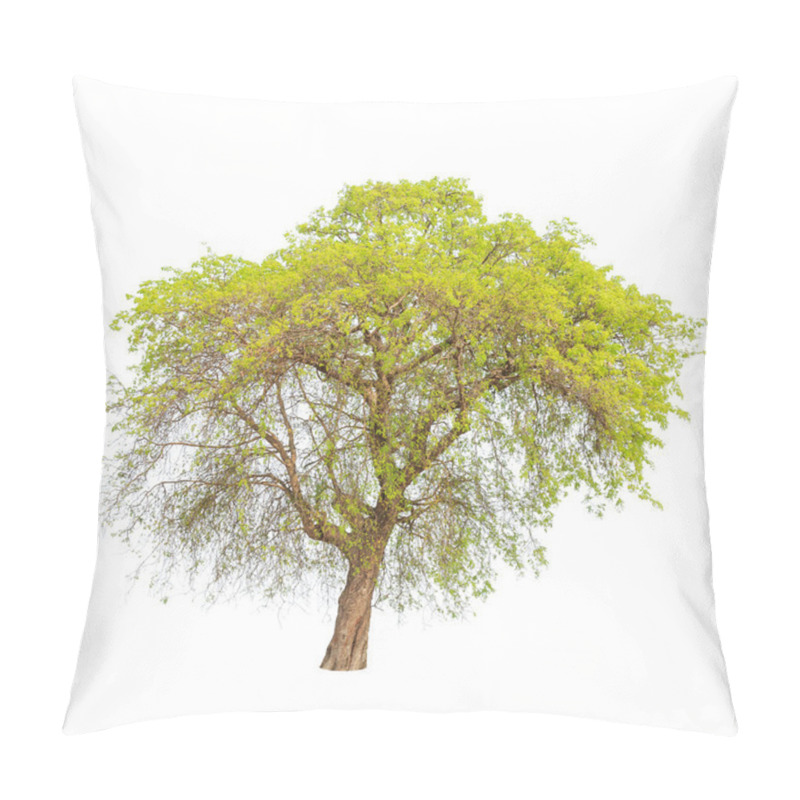 Personality  Tamarind Tree (Tamarindus Indica) Tropical Tree In The Northeast Pillow Covers