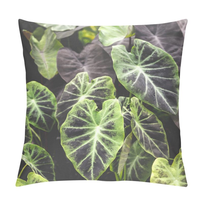 Personality  Close Up Image Of Colocasia Black Magic Leaves  On Dark Background. Pillow Covers