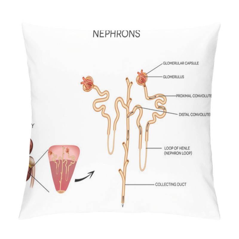 Personality  Detailed Medical Illustration Of Nephron And Glomerulus Pillow Covers