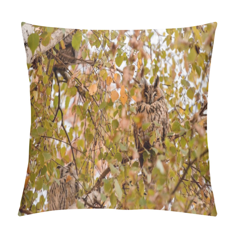 Personality  Cute Long Eared Owl Sleeping On Tree Branch In Autumn. Bird Sitting On Crown Of Tree Among The Yellow Leaves With Its Eyes Closed. Sovembar Festival In Town Of Kikinda. Birdwatching In Serbia. Pillow Covers