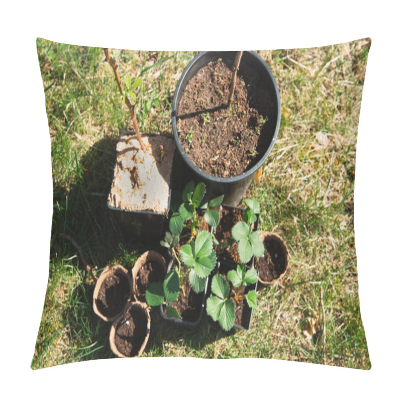 Personality  Strawberry, Raspberries, Currants Seedlings In Peat Glasses On The Grass, Ready To Plant In The Garden. Preparation For Planting, Growing Natural Berries In The Garden Bed. Pillow Covers