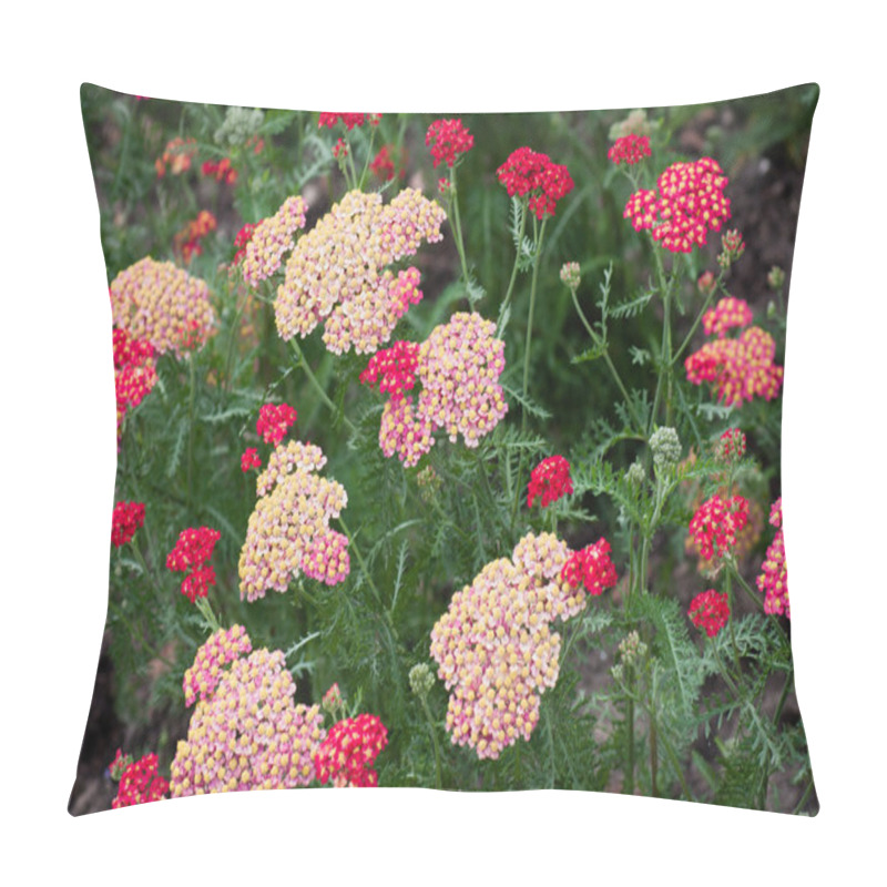 Personality  View Of Yarrow (Achillea) Pillow Covers