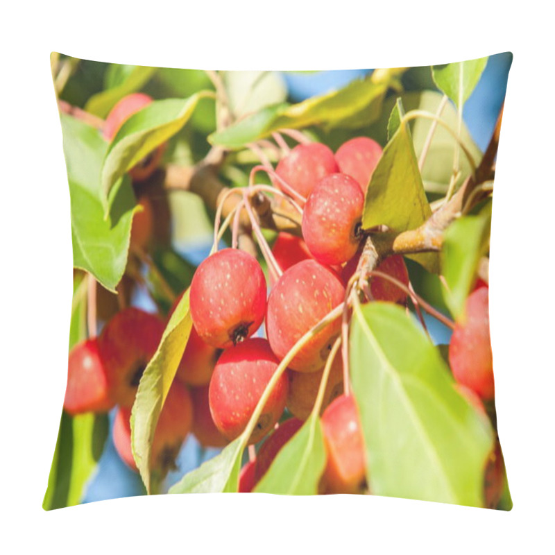 Personality  Crabapple And Wild Apple. Malus  Is A Genus Of About  Species Of Small Deciduous Apple Trees Or Shrubs In The Family Rosaceae Pillow Covers