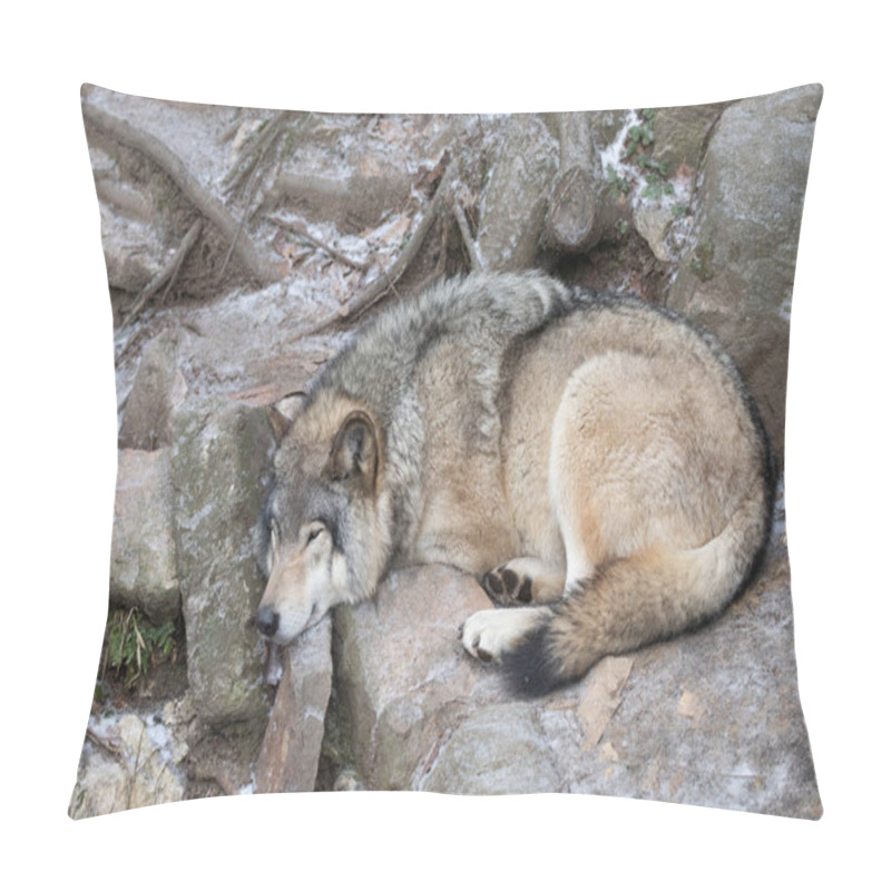 Personality  A Lone Timber Wolf Or Grey Wolf Canis Lupus Resting On A Rocky Cliff In Winter In Canada Pillow Covers