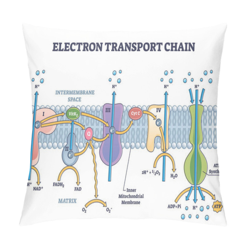 Personality  Electron Transport Chain As Respiratory Embedded Transporters Outline Diagram Pillow Covers