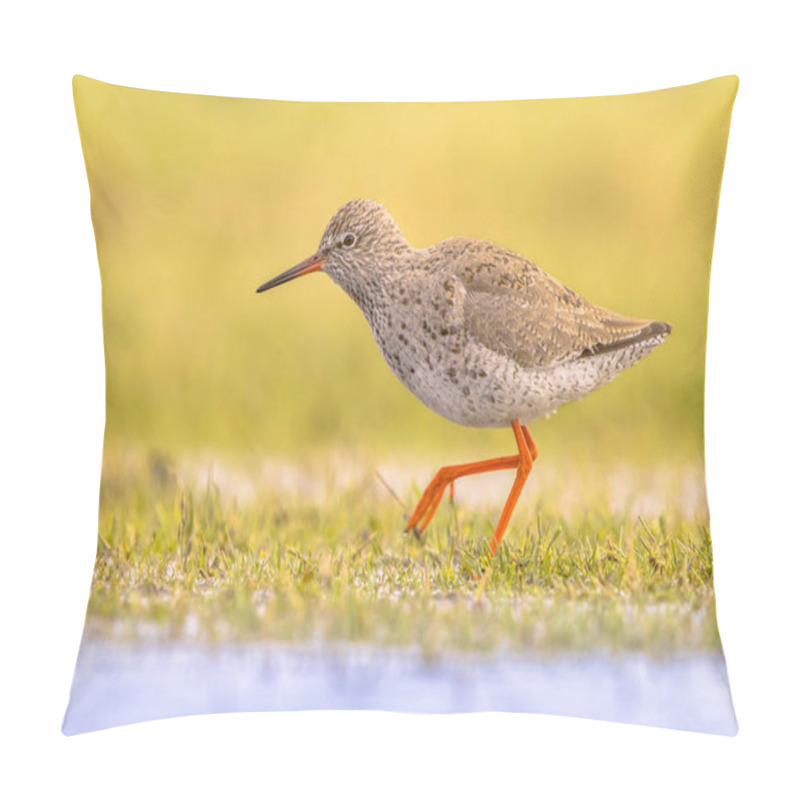 Personality  Walking Common Redshank (Tringa Totanus) Wader Bird Foraging In Shallow Water Of Wetland During Migration. The Redshank Is A Migratory Breeding Bird Across Eurasia. Wildlife Scene In Nature Of Europe.  Netherands. Pillow Covers