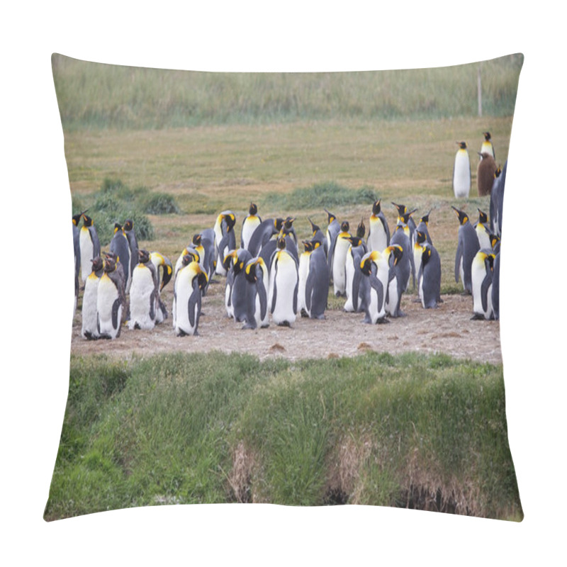 Personality  King Penguin Colony At Inutil Bay In Isla Grande De Tierra Del Fuego In Tierra Del Fuego Archipelago,  Chile. Tierra Del Fuego Is Divided Between Chile And Argentina Pillow Covers