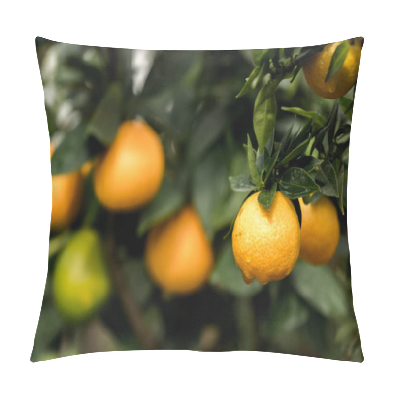 Personality  Orangetree II Pillow Covers