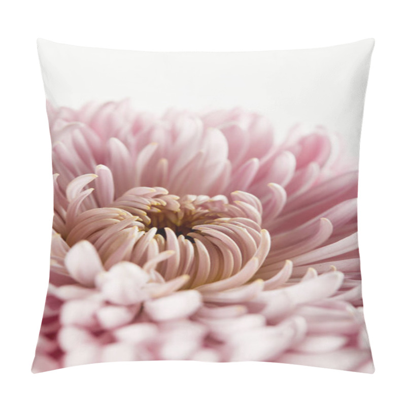 Personality  Close Up View Of Pink Chrysanthemum Isolated On White Pillow Covers