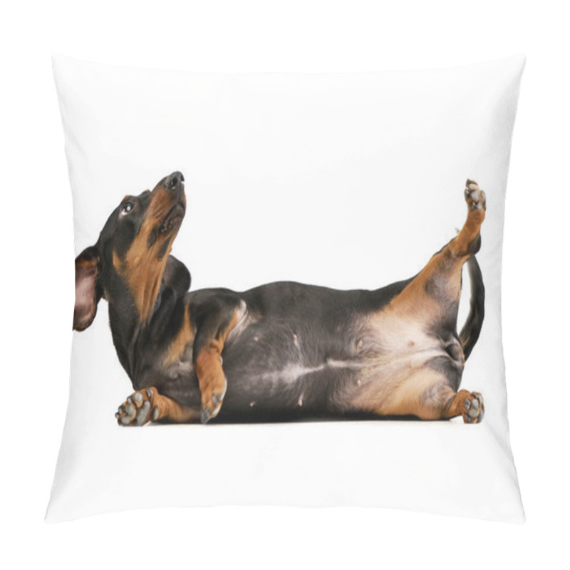 Personality  Studio Shot Of An Adorable Short Haired Dachshund  Playing On White Background. Pillow Covers