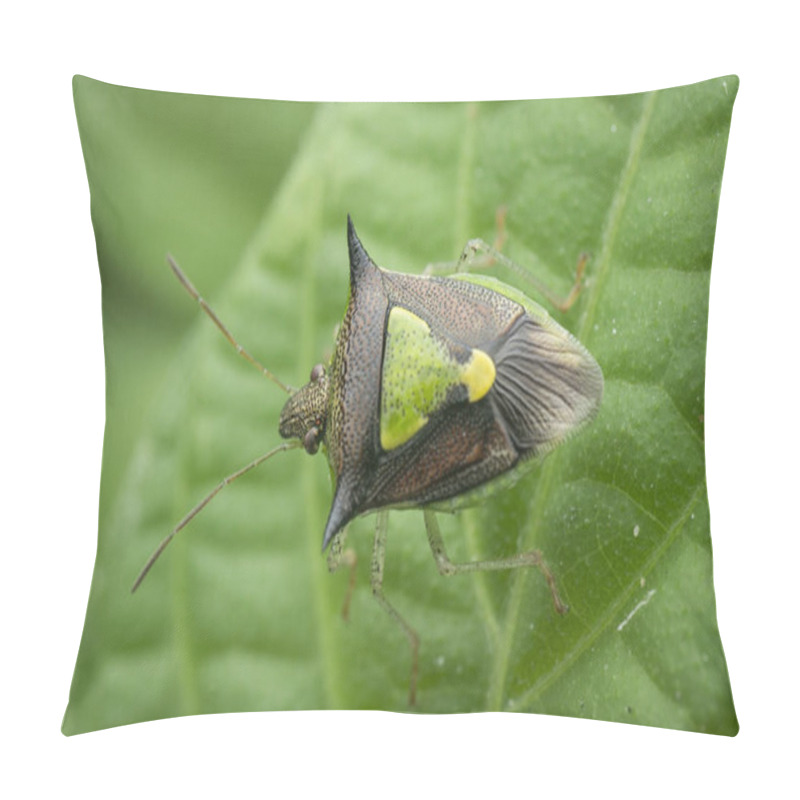 Personality  Close Shot Of Green Spined Soldier Stinkbug Pillow Covers