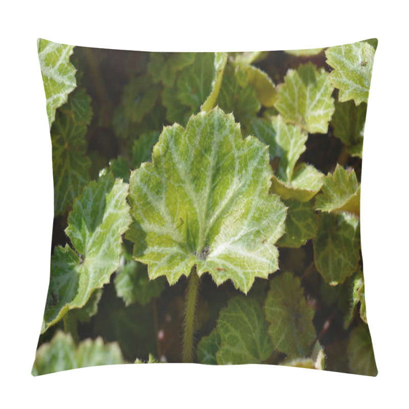 Personality  Creeping Saxifrage Leaves - Latin Name - Saxifraga Stolonifera Pillow Covers