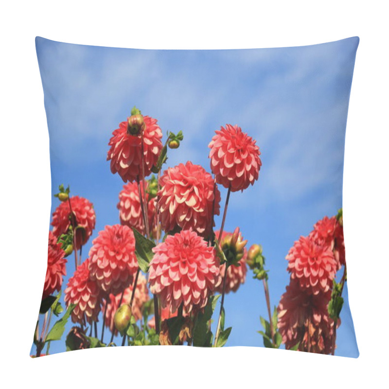 Personality  Red Asters Blooming In The Garden On A Sunny Summer Day Pillow Covers