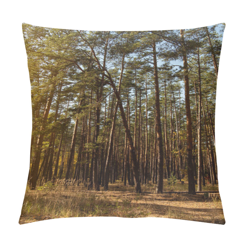 Personality  Scenic Autumnal Forest With Golden Trees And Tall Pines In Sunlight Pillow Covers