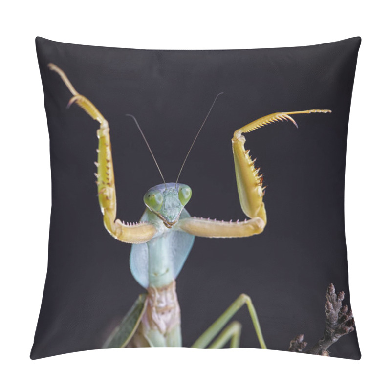 Personality  Giant Malaysian Shield Praying Mantis (Rhombodera Basalis) Resting On A Tree. Macro Pillow Covers