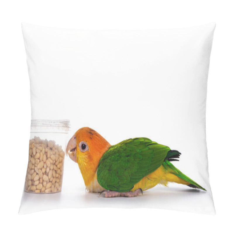 Personality  Young White Bellied Caique Bird, Laying Flat On The Floor. Looking Hungry To Bucket With Seeds. Isolated On White Background. Pillow Covers