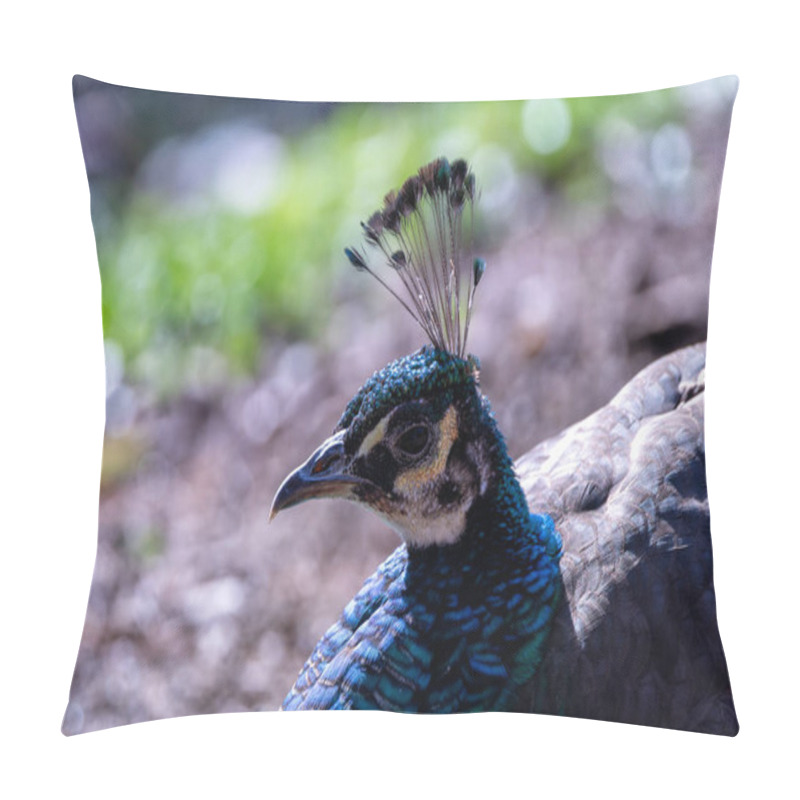 Personality  The Indian Peafowl, A Vibrant Omnivore, Eats Grains, Seeds, And Insects. Photographed In Lush Gardens. Pillow Covers