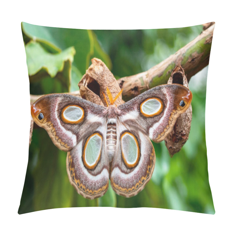 Personality  Macro Shots, Beautiful Nature Scene. Closeup Beautiful Butterfly Sitting On The Flower In A Summer Garden. Pillow Covers