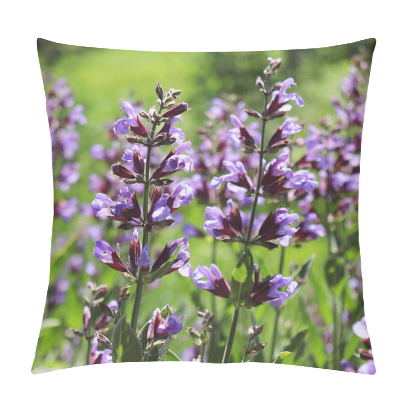 Personality  Sage, Salvia Officinalis , In Organic Garden. Medicinal Herb,concept Of Healthy Nutrition Pillow Covers