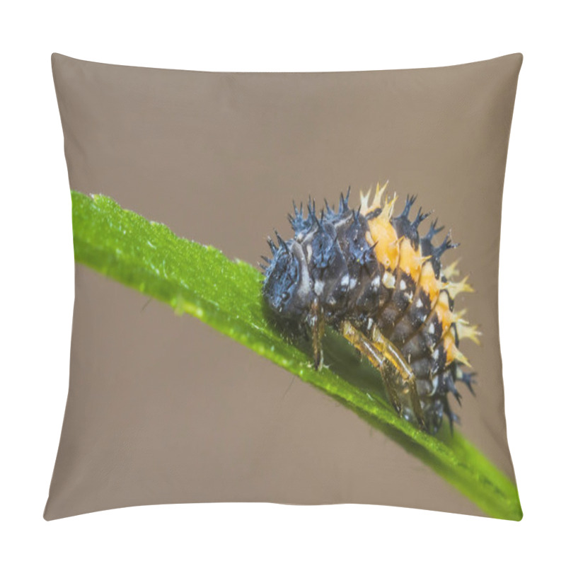 Personality  Ladybug Larva Insect Closeup Pillow Covers