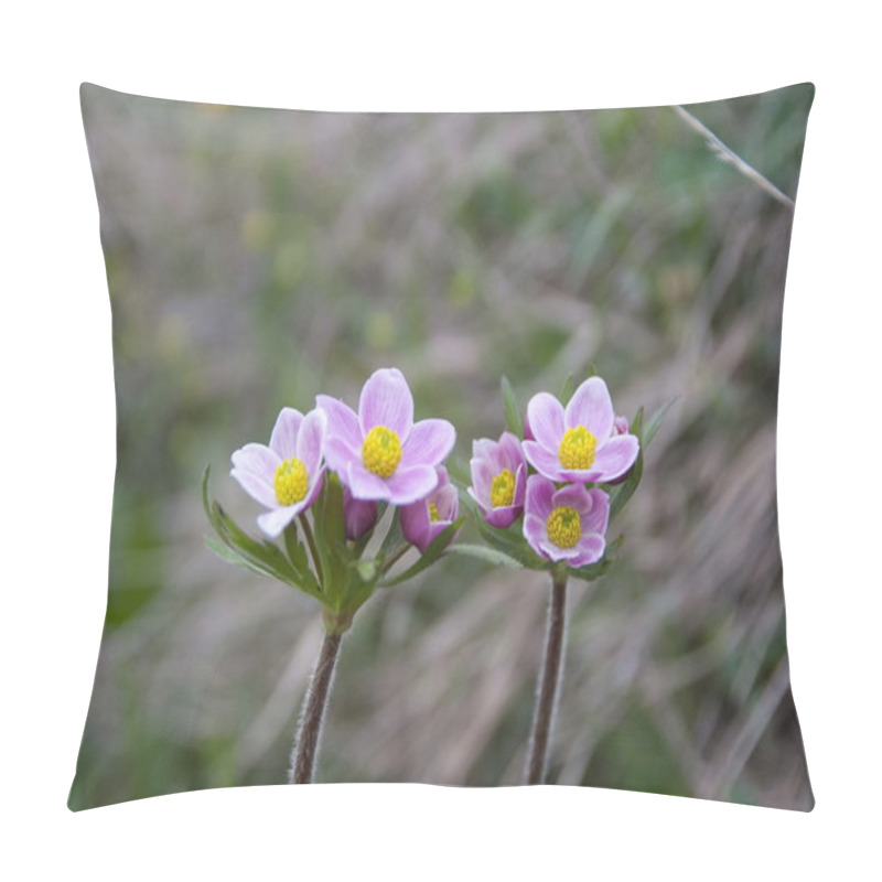 Personality  Wild Pink Anemones, Georgia. Pillow Covers