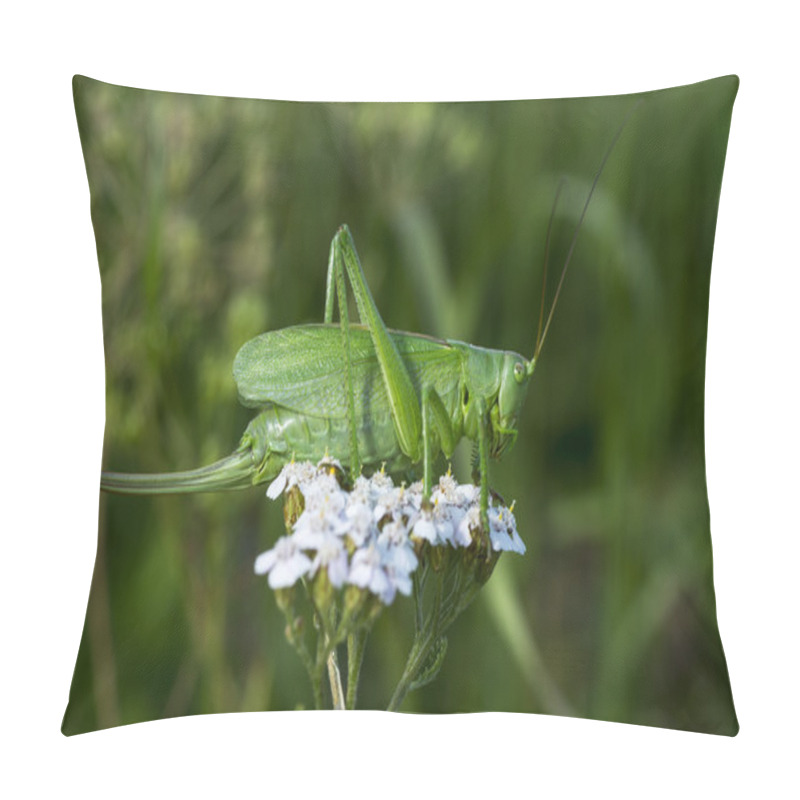 Personality  Green Grasshopper Pillow Covers