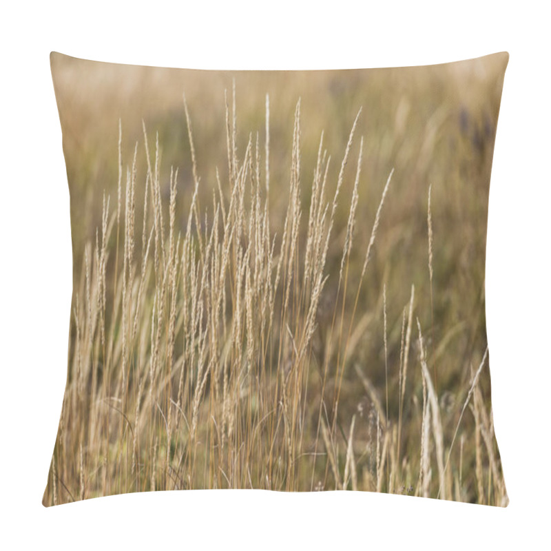 Personality  Selective Focus Of Barley In Golden Field  Pillow Covers