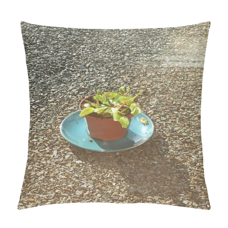 Personality  Vibrant Venus Flytrap In A Pot On A Windowsill With Natural Light Illuminating The Green Leaves Pillow Covers