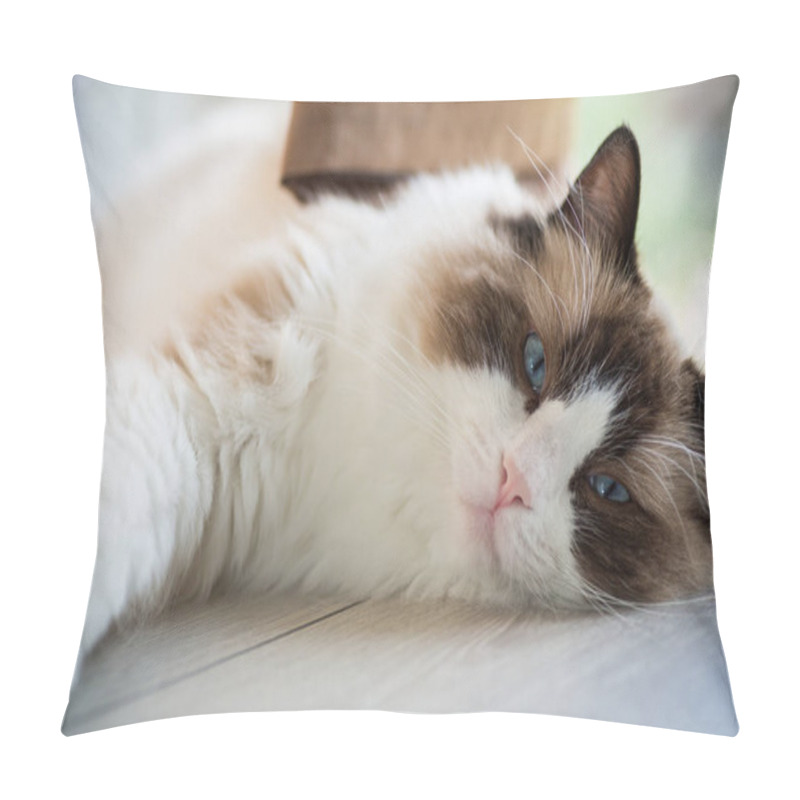 Personality  Beautiful Young White Purebred Ragdoll Cat With Blue Eyes, At Home. Pillow Covers