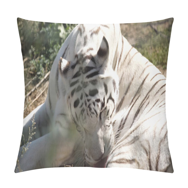 Personality  Sunlight On White Tiger Licking Fur In Zoo Pillow Covers