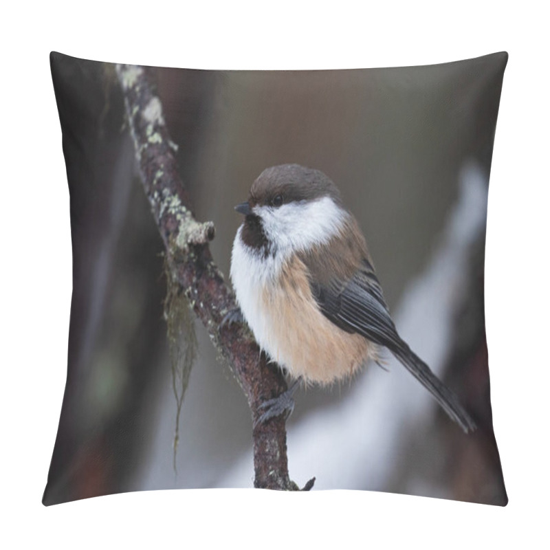 Personality  Siberian Tit, Poecile Cinctus, In Lapland During A Cold Wintery Weather, Northern Finland Pillow Covers