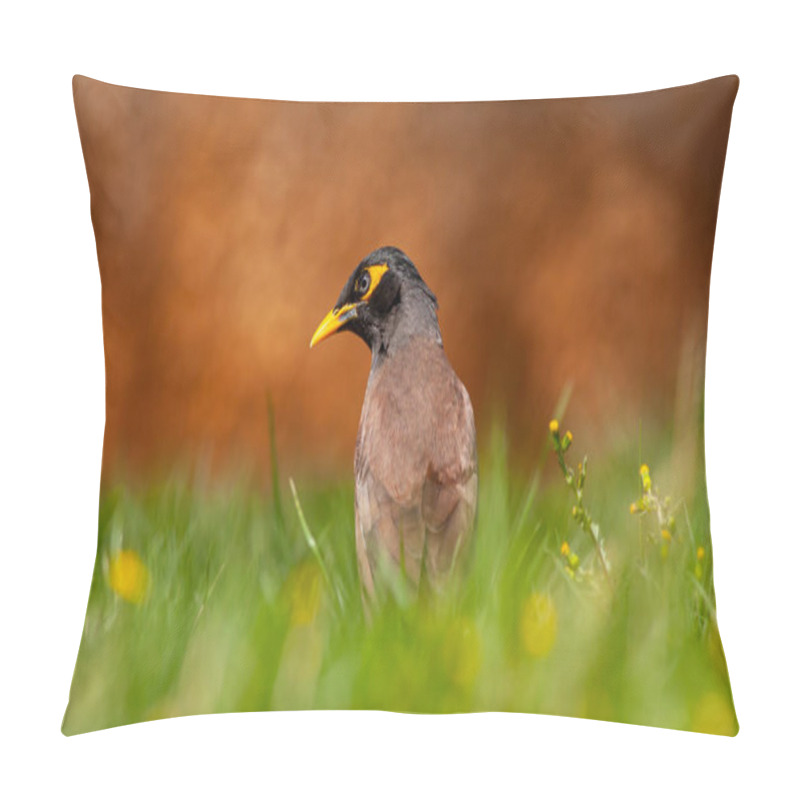 Personality  Bird On The Grass, Common Myna, Acridotheres Tristis Pillow Covers