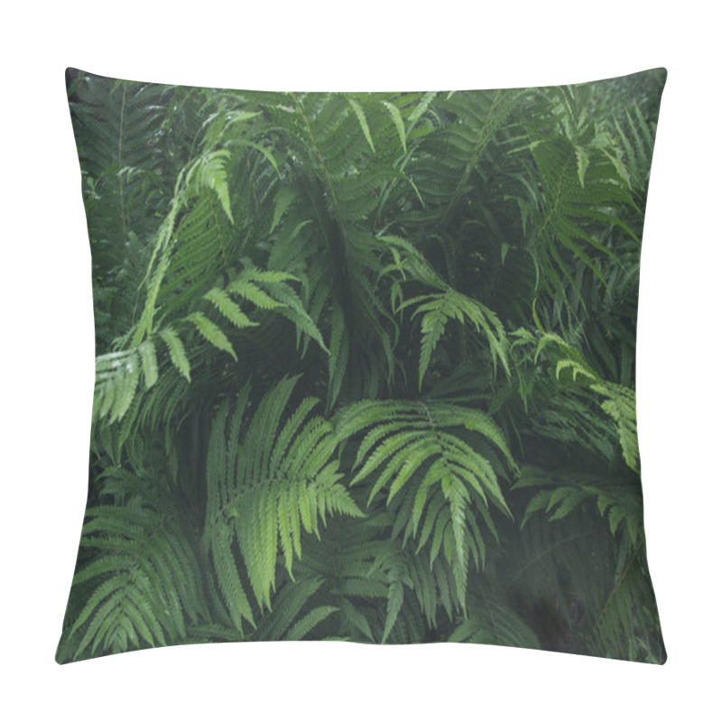 Personality  Green Leafs Of Fern With Raindrops In Tropical. Top View. Nature Background. Pillow Covers