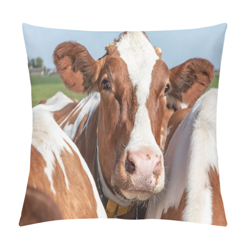 Personality  Head Of A Red And White Friendly Cow, Standing Amidst Two Other Cows, Calm And Serene And Small Horns Pillow Covers