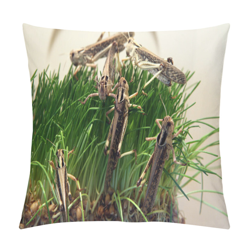 Personality  Desert Locust Pillow Covers