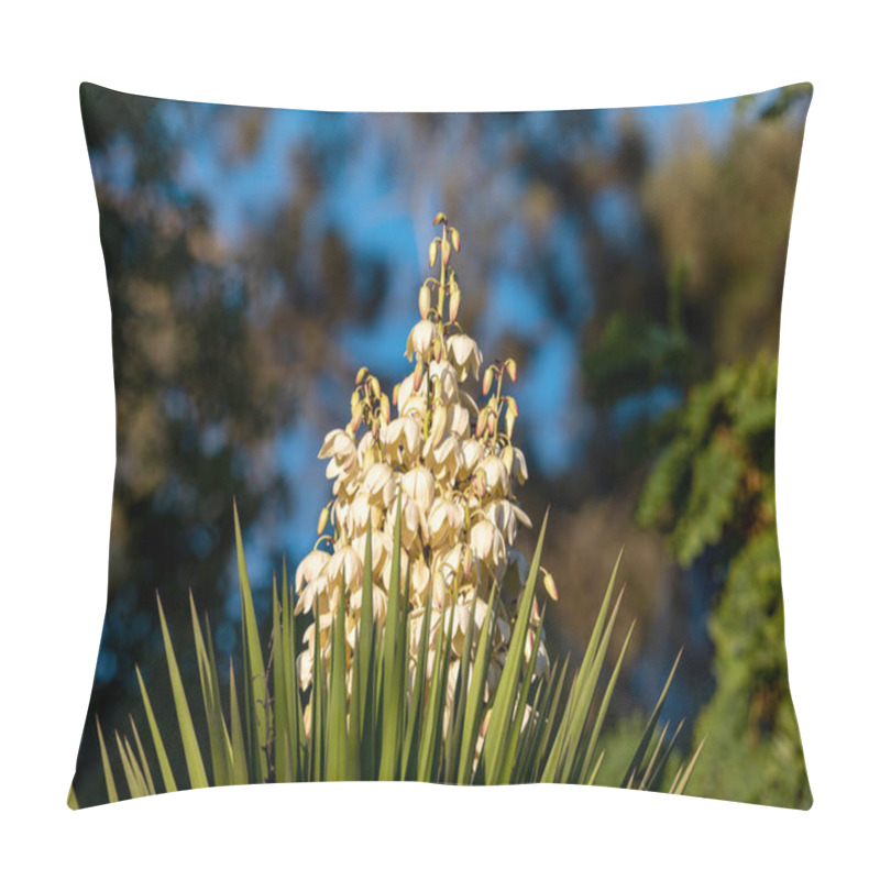 Personality  Yucca Gigantea (Yucca Elephantipes, Yucca Guatemalensis) Is A Yucca Species That Is Native To Israel, Jerusalem Pillow Covers