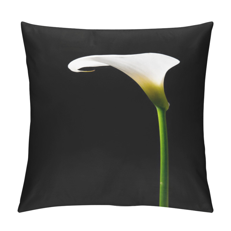 Personality  Calla Lily On A Black Background Pillow Covers