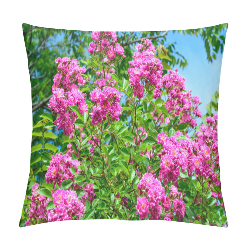 Personality  Bush With Many Delicate Vivid Pink Magenta Rose In Full Bloom And Green Leaves In A Garden In A Sunny Summer Day, Beautiful Outdoor Floral Background Photographed With Soft Focus Pillow Covers