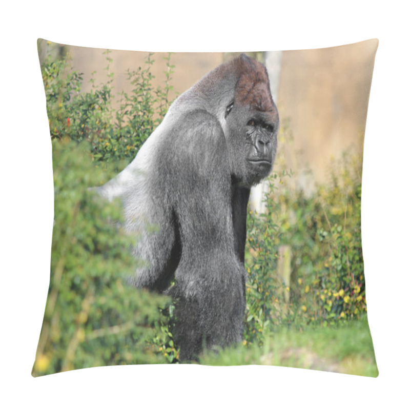 Personality  Silverback Gorilla Sitting Pillow Covers