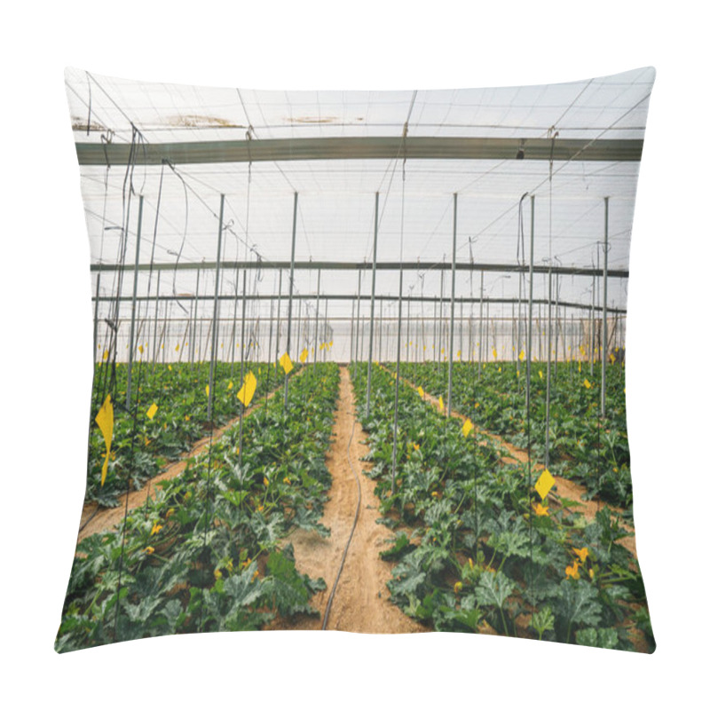 Personality  General View Of The Cultivation Of Organic Zucchini Crop In A Commercial Greenhouse Pillow Covers