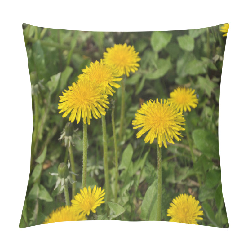 Personality  Dandelion (Taraxacum Officinale) Grows In The Wild In Spring Pillow Covers