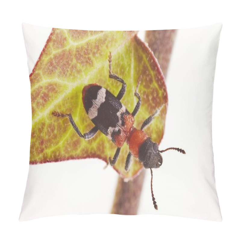 Personality  Close Up Of Ant Beetle (Thanasimus Formicarius) Pillow Covers